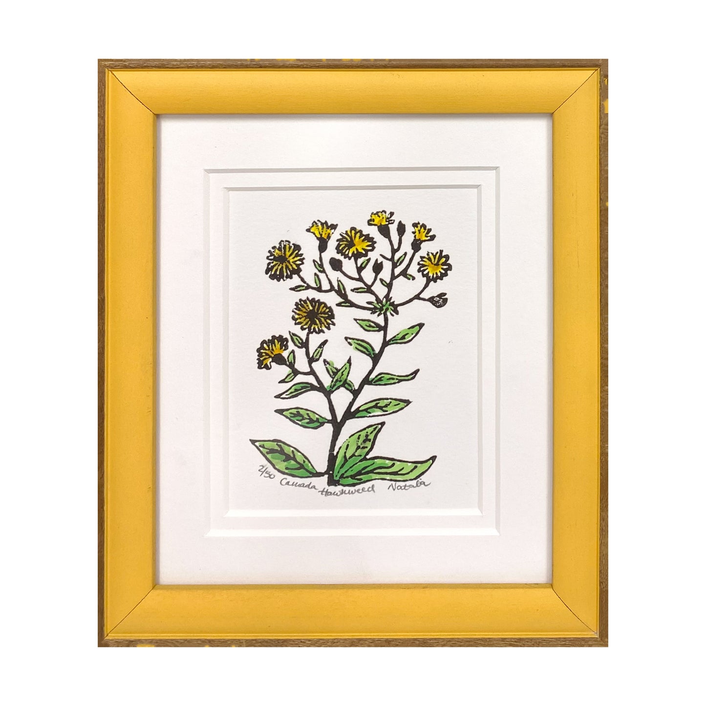 Canada Hawkweed Wildflower Original Block Print by Natalia Wohletz of Peninsula Prints..