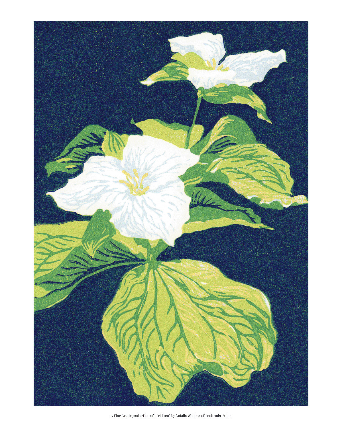 A fine art reproduction of "Trillium," a five-color 5" x 7" reduction block print featuring the beautiful white spring-time blooms of trillium.