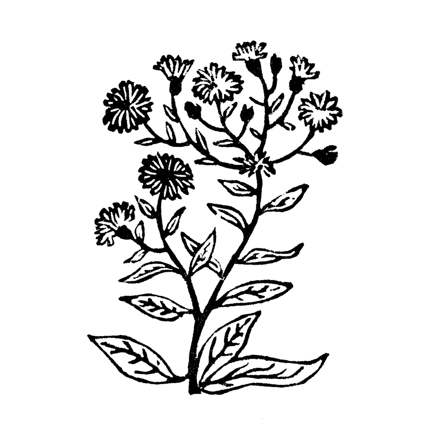 Michigan Wildflowers Original Block Print Series by Natalia Wohletz of Peninsula Prints, Mackinac Island.