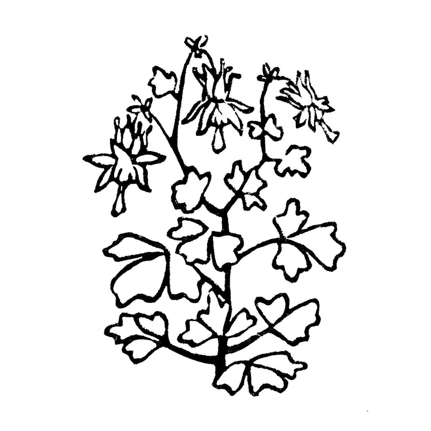 Columbine art. Michigan Wildflowers Original Block Print Series by Natalia Wohletz of Peninsula Prints, Mackinac Island.