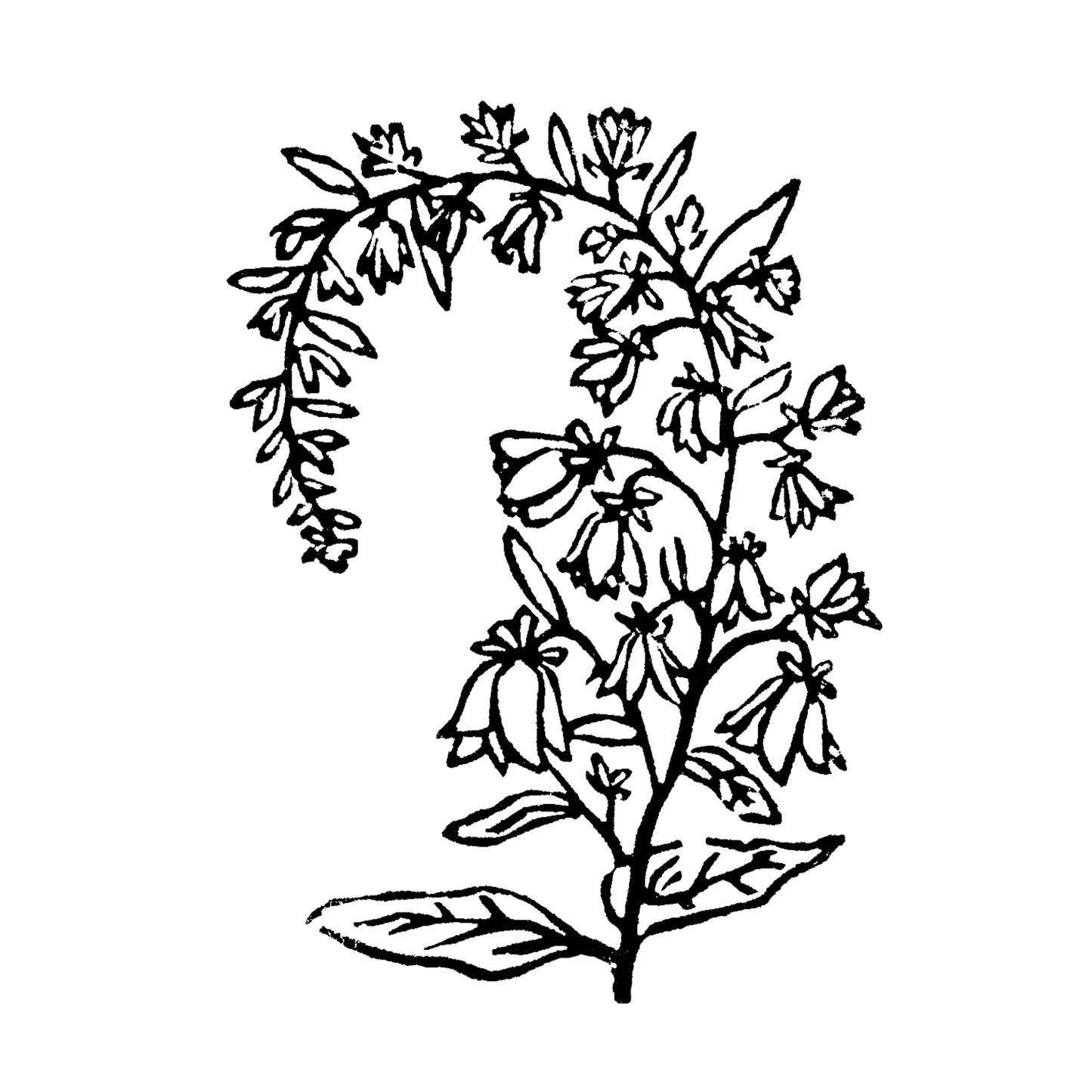 Creeping Bellflower art. Michigan Wildflowers Original Block Print Series by Natalia Wohletz of Peninsula Prints, Mackinac Island.