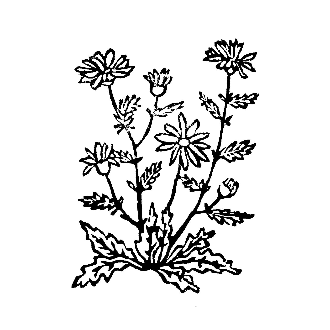 Oxeye Daisy art. Michigan Wildflowers Original Block Print Series by Natalia Wohletz of Peninsula Prints, Mackinac Island.