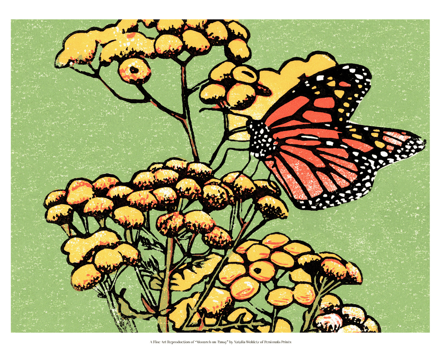 A fine art reproduction of "Monarch on Tansy," a four-color 8" x 6" block print featuring a monarch butterfly resting on common tansies. 