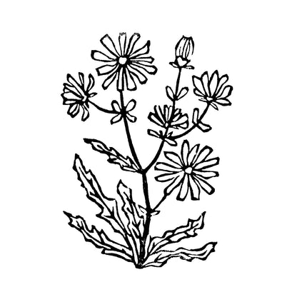 Chicory art.  Michigan Wildflowers Original Block Print Series by Natalia Wohletz of Peninsula Prints, Mackinac Island.