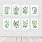 Michigan Wildflower Original Block Print series by Natalia Wohletz of Peninsula Prints..