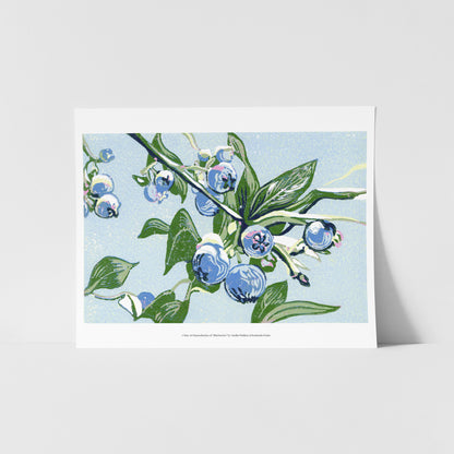 A fine art reproduction of "Blueberries," a miniature 4"x6" seven-color reduction block print of blueberries growing on a leafy blueberry bush branch. They look juicy and sweet, and ripe for the picking!