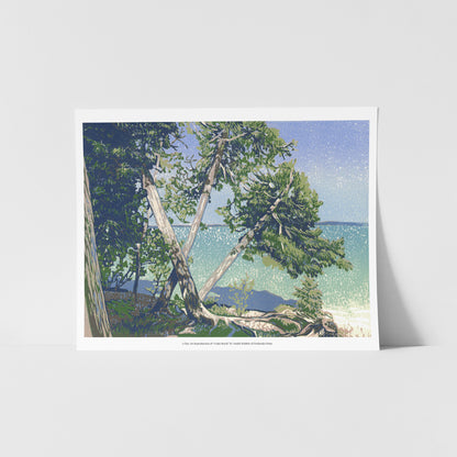 A fine art reproduction of "Cedar Beach," an award-winning nine-color 12" x 9" block print featuring a unique view of the lake through the Cedar trees growing in all directions along the lakeshore.