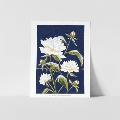 A fine art reproduction of "Peonies," a six-color 5" x 7" linoleum block print inspired by the perennial flowers blooming in the cottage gardens of Mackinac Island.