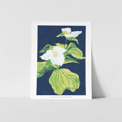 A fine art reproduction of "Trillium," a five-color 5" x 7" reduction block print featuring the beautiful white spring-time blooms of trillium.