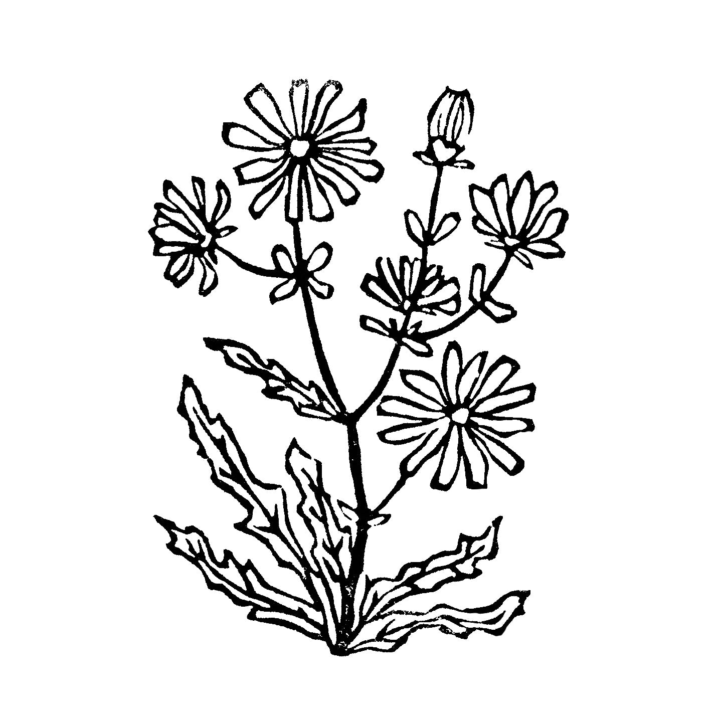 Chicory art.  Michigan Wildflowers Original Block Print Series by Natalia Wohletz of Peninsula Prints, Mackinac Island.