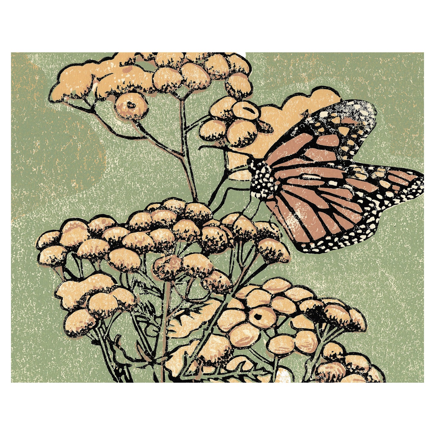 Monarch butterfly art by printmaker Natalia Wohletz of Peninsula Prints titled Monarch on Tansy.